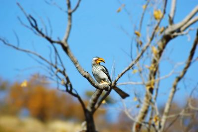 Low angle view of bird perching on branch against sky