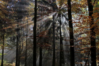 Low angle view of trees in forest