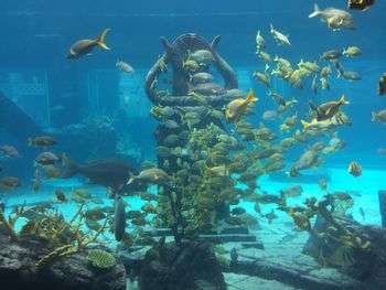 Fish swimming in aquarium