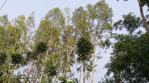 Low angle view of trees in forest against sky