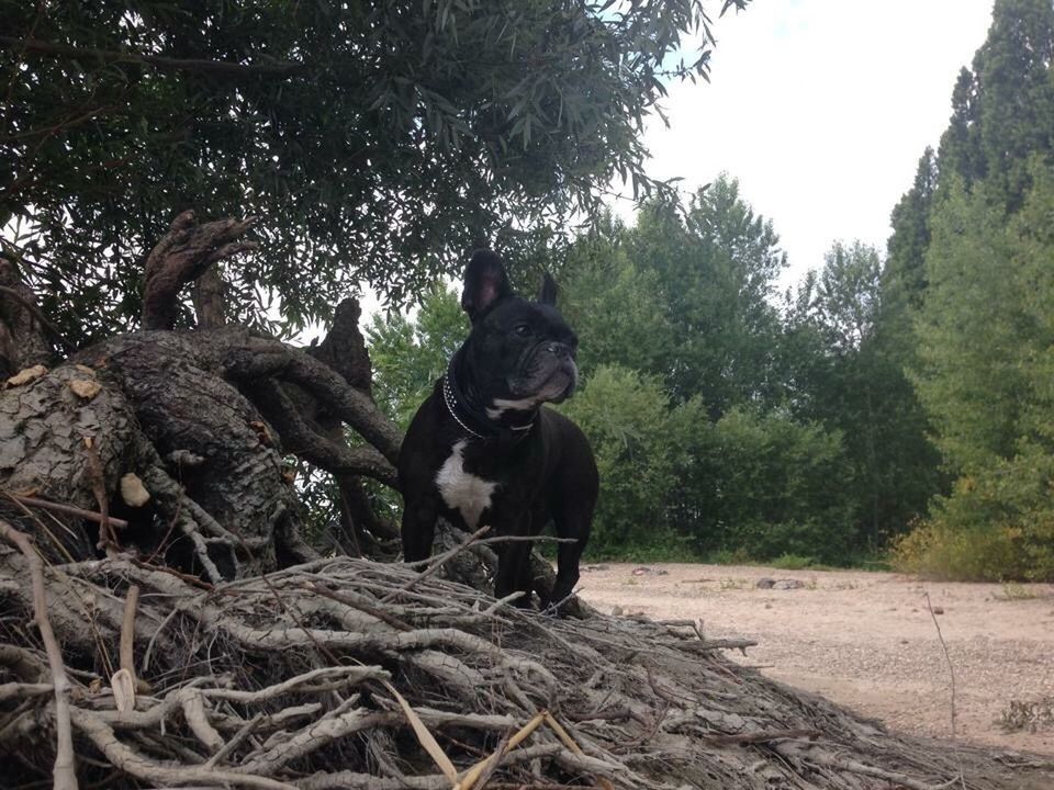 tree, animal themes, mammal, domestic animals, one animal, growth, nature, outdoors, no people, pets, day, dog, beauty in nature, sky