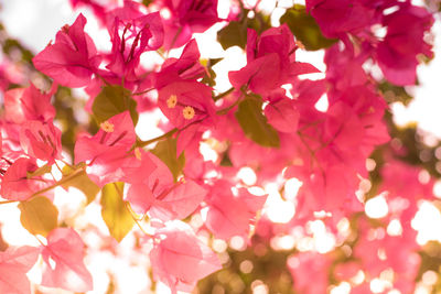 Close-up of pink flowers on tree
