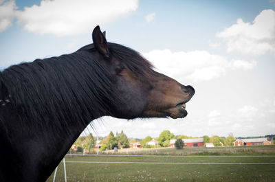 Side view of horse on field against sky