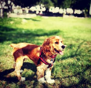 Close-up of dog on field