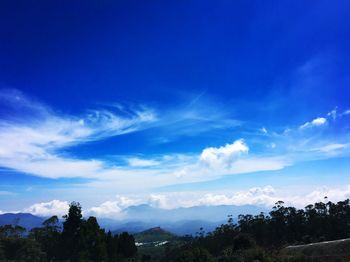 Low angle view of trees against blue sky