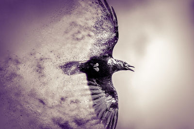 Close-up side view of a bird flying