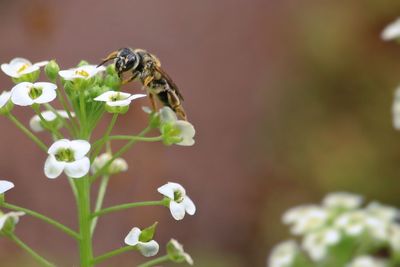 Close-up of bee on flower