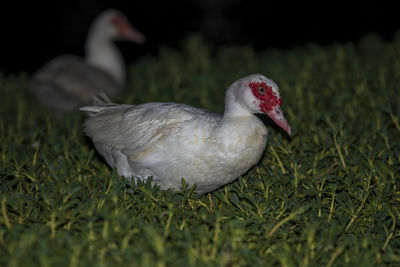 View of duck on field