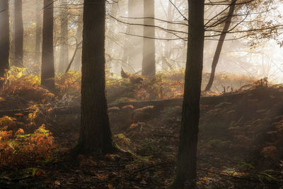 Trees in forest