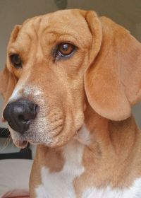 Close-up portrait of a dog