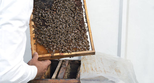 The beekeeper checks the frames with honeycomb, sweet golden honey and bees. beekeeping. copy space.