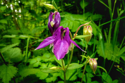 Close-up of purple iris flower