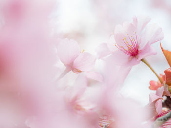 Close-up of pink cherry blossom