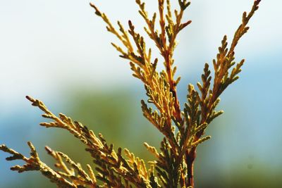 Close-up of plant against sky