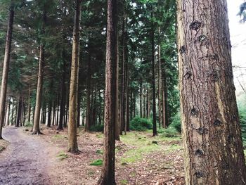 Trees in forest