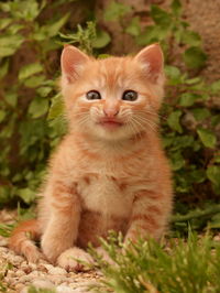 Portrait of cat sitting outdoors