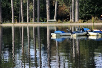 Boats moored in lake in forest