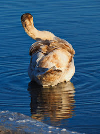 Duck swimming in lake