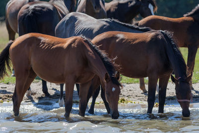 Horses standing in water
