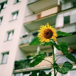 Close-up sunflower with building in background