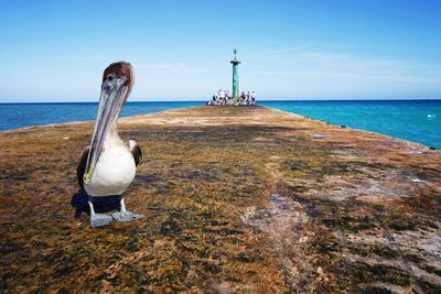 View of bird on beach