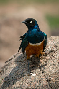 Close-up of bird perching on rock