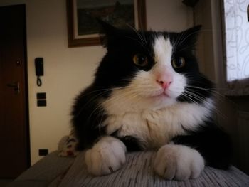 Close-up portrait of a cat looking away