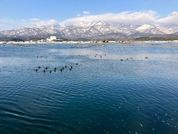 Swans swimming in lake against mountain range