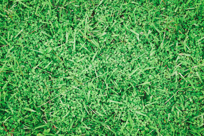 High angle view of grass on field