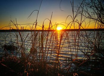 Close-up of reed grass against lake during sunset