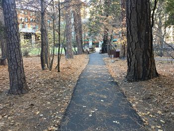 Footpath amidst trees in forest