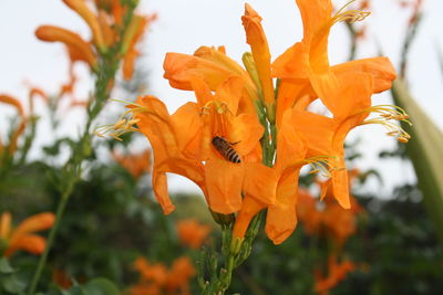 Close-up of orange day lily blooming outdoors