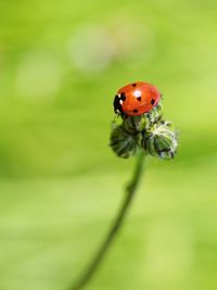 Close-up of ladybug on red flower