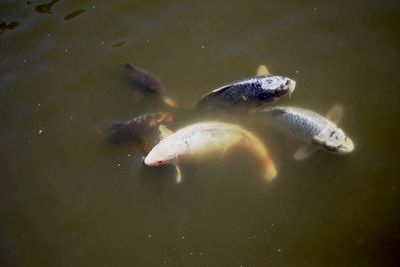 High angle view of fish swimming in lake