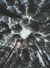 Low angle view of trees in forest