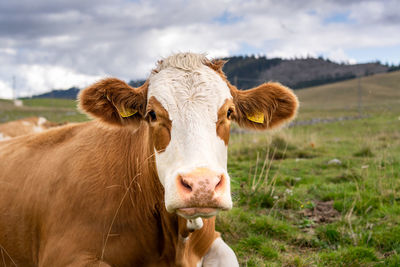 Brown cows grazing on green meadow.  woods devastated by the vaia storm. enego, vicenza, italy