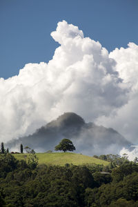 Trees on field against sky