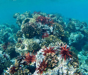 High angle view of coral in sea