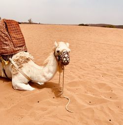 View of a horse on sand