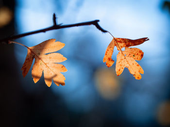 Close-up of dry maple leaves on tree