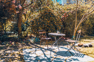 Table and chairs in park during autumn