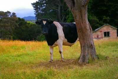 Horse standing on grassy field