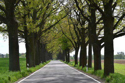 Empty road amidst trees in park