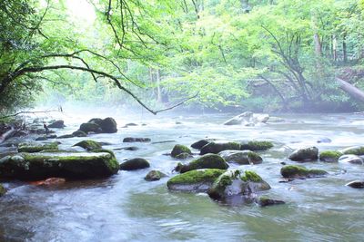 Scenic view of river in forest