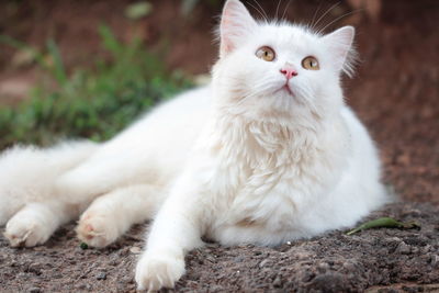 Portrait of white cat sitting outdoors