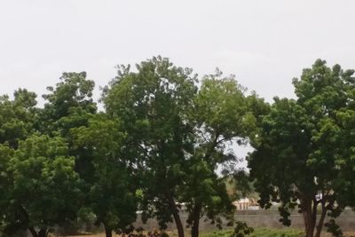 Low angle view of trees on field against sky