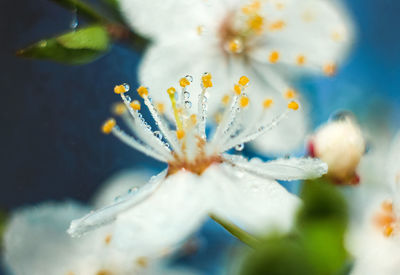 Close-up of flowering plant