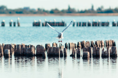 View of birds flying over sea