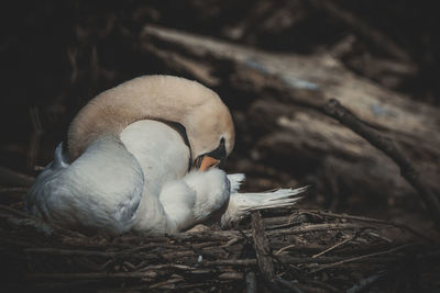 Close-up of birds in nest