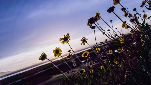 Close-up of purple flowering plants against sky